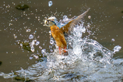 今日のカワセミ