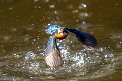 トラッキングカワセミ　お魚付き