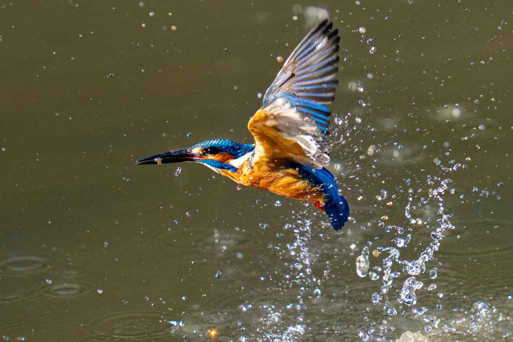 今日のカワセミ・参ノ型