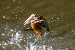 昨日のカワセミ