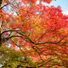 今日の紅葉