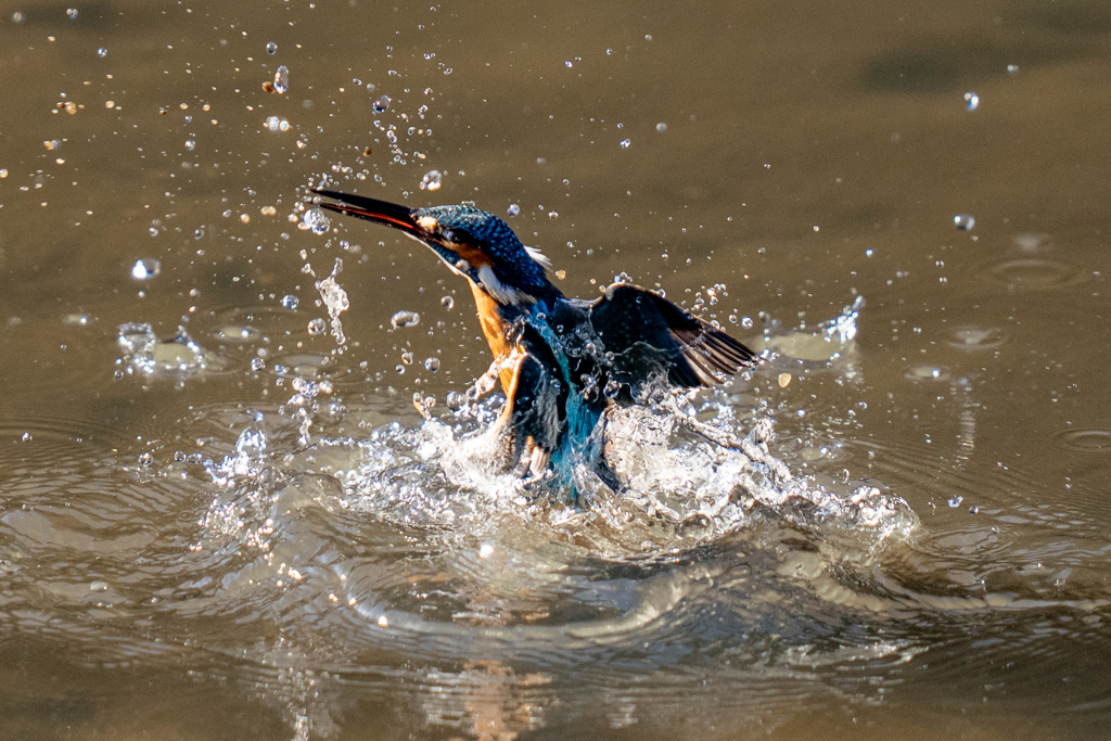 先週のカワセミ