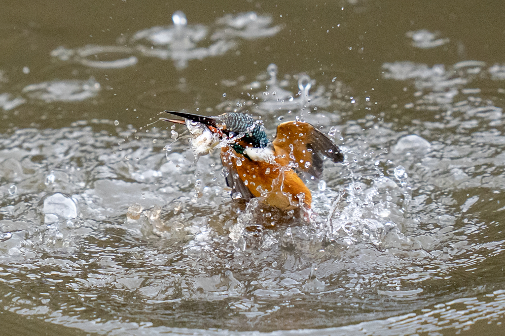 昨日のカワセミ