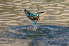 昨日のカワセミ