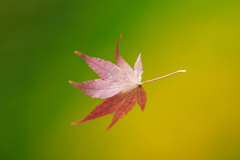 晩秋三景・蜘蛛の糸　黄緑