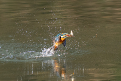 正月二日のカワセミ