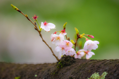 今日の桜