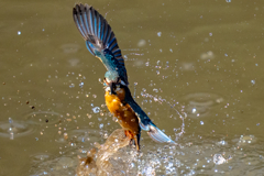 今日のカワセミ