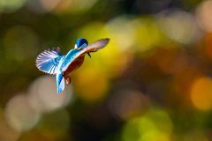 今日の紅葉ホバ・肆ノ型