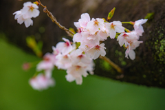 今日の桜