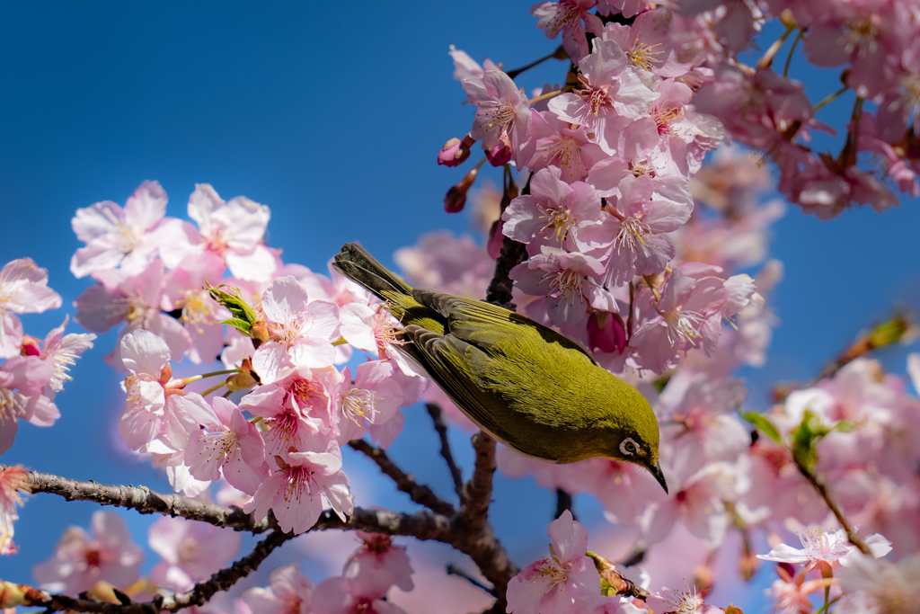 河津桜