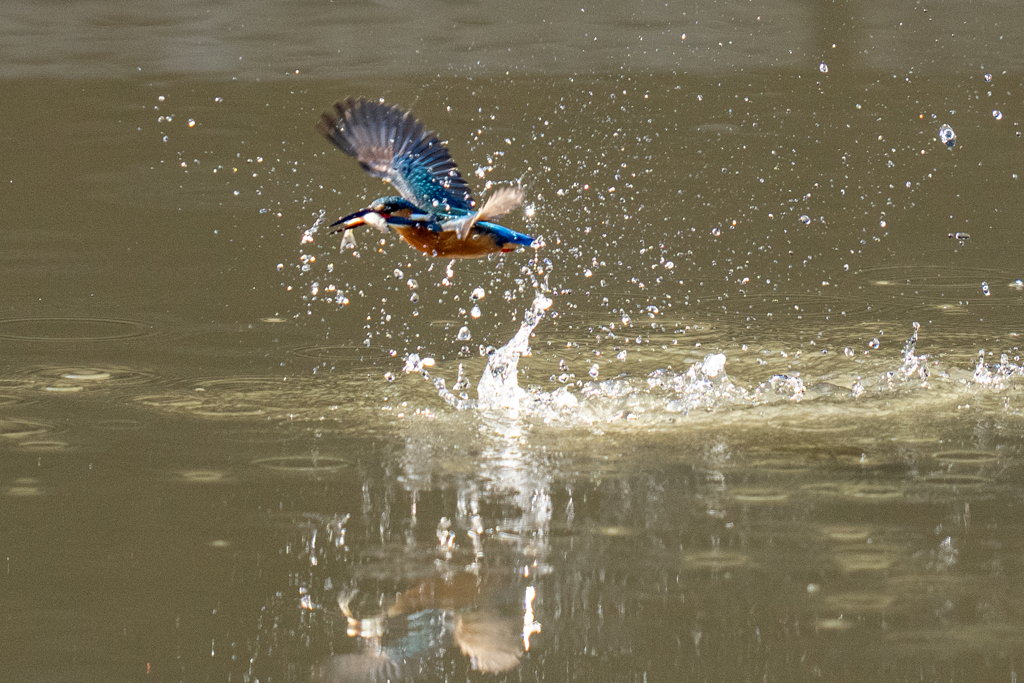 遠くの今日のカワセミ