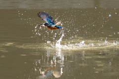 遠くの今日のカワセミ
