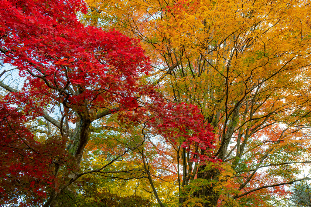 今日の紅葉