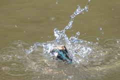 今日のカワセミ