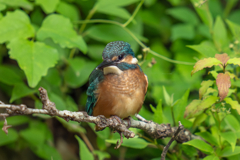 カワセミの生活