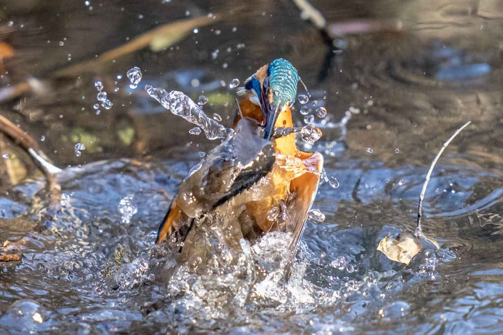 今日のカワセミ