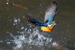 クリスマスカワセミ