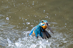 日当たりカワセミ
