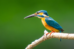 カワセミの生活