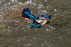 水浴び付きダイブ