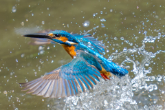 カワセミの生活