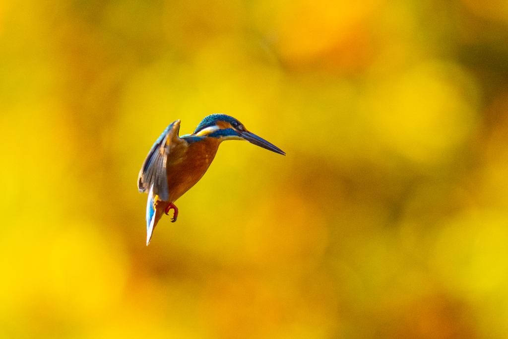 紅葉ホバ　ー　漆ノ型