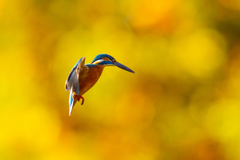 紅葉ホバ　ー　漆ノ型