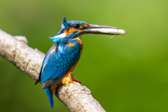 カワセミの生活