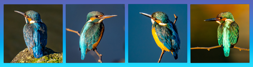 今日のカワセミ・夕陽四景