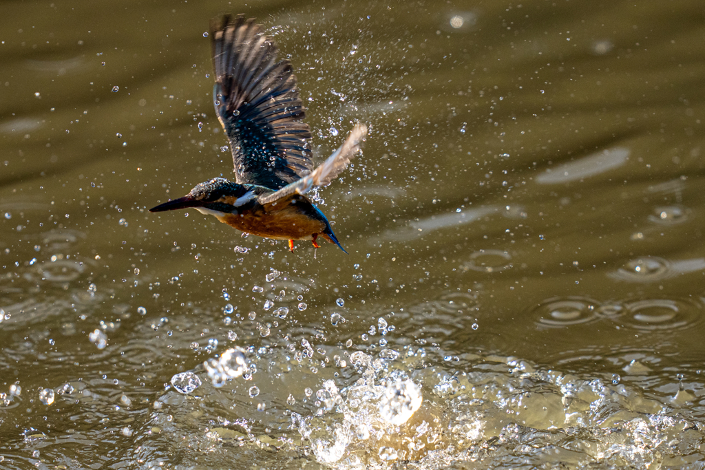今日のカワセミ