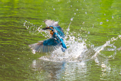 カワセミの生活