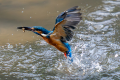 今日のカワセミ