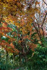 紅葉クリスマス