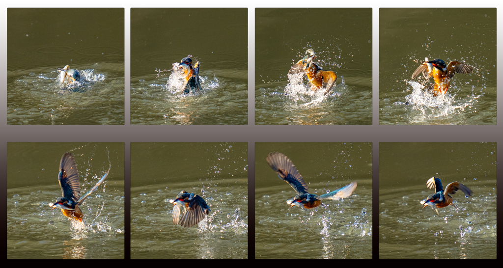 今日のダイブ