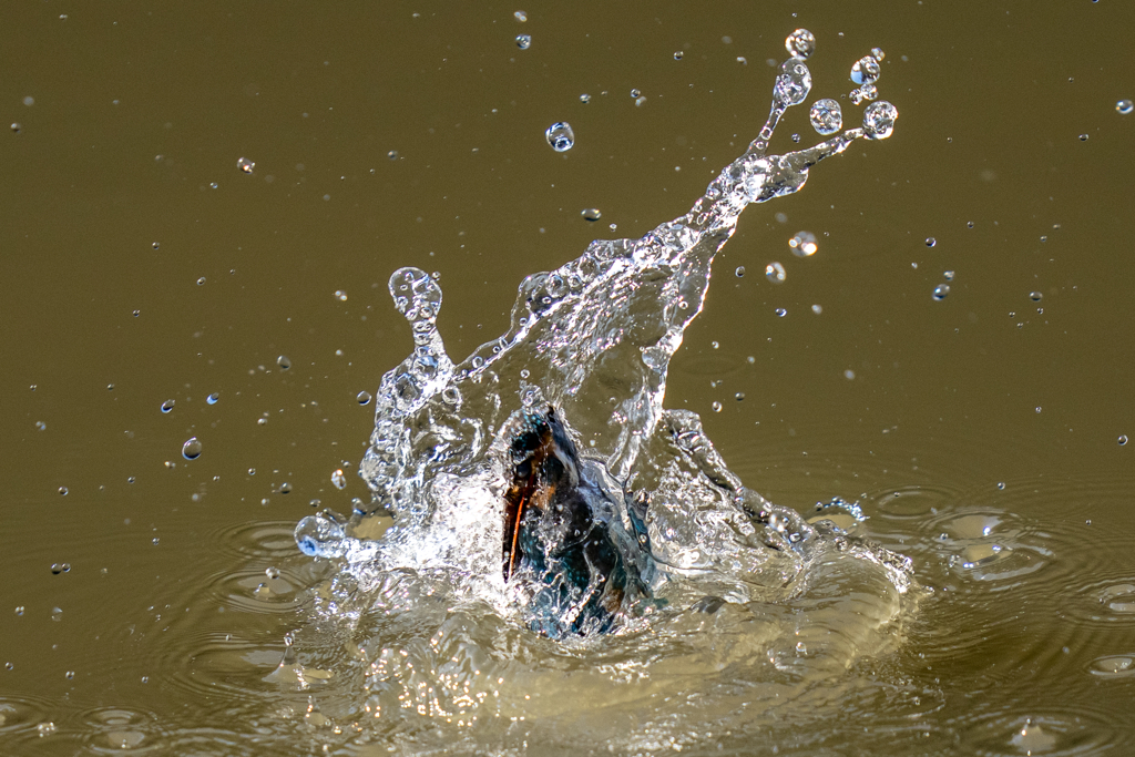 都会のカワセミ