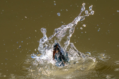 都会のカワセミ