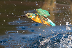 今日のカワセミ