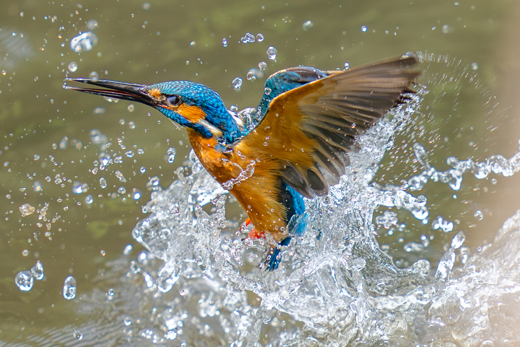 カワセミの生活