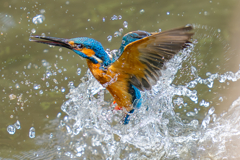 カワセミの生活