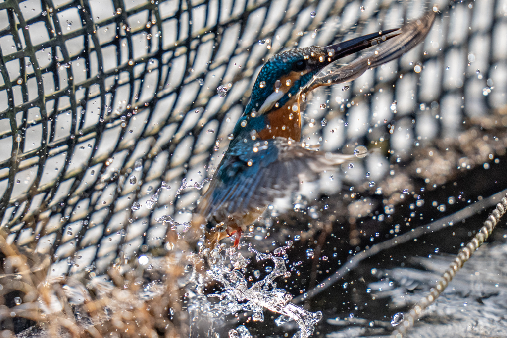生簀でのご活躍