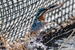 生簀でのご活躍