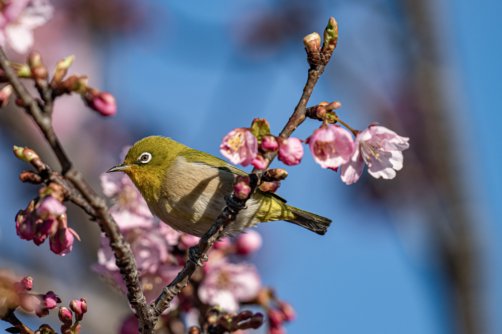 河津のメジロ