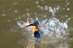 水々しい迎春ダイブ