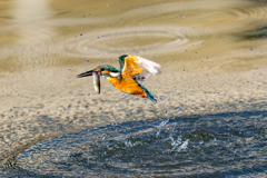 太陽に向かってダイブ