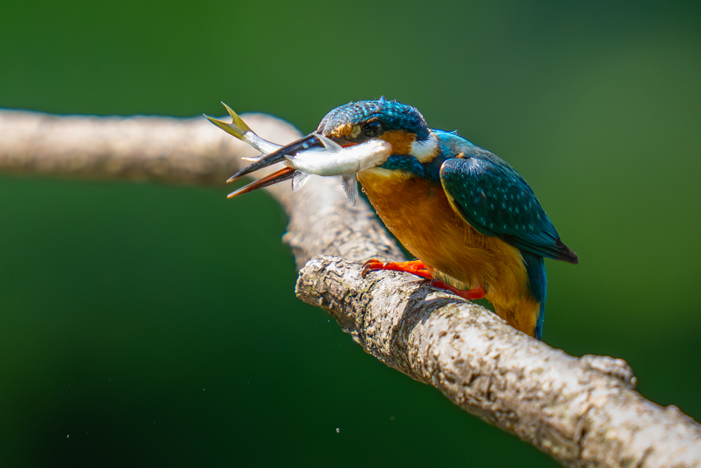 カワセミの生活