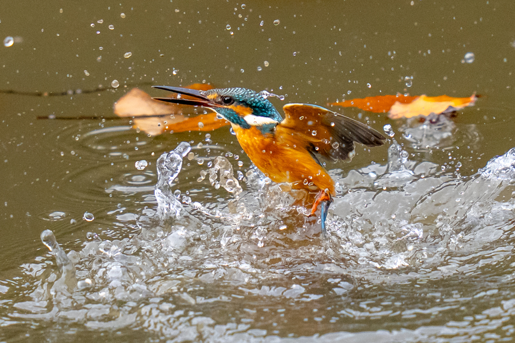 今日のカワセミ・曇天