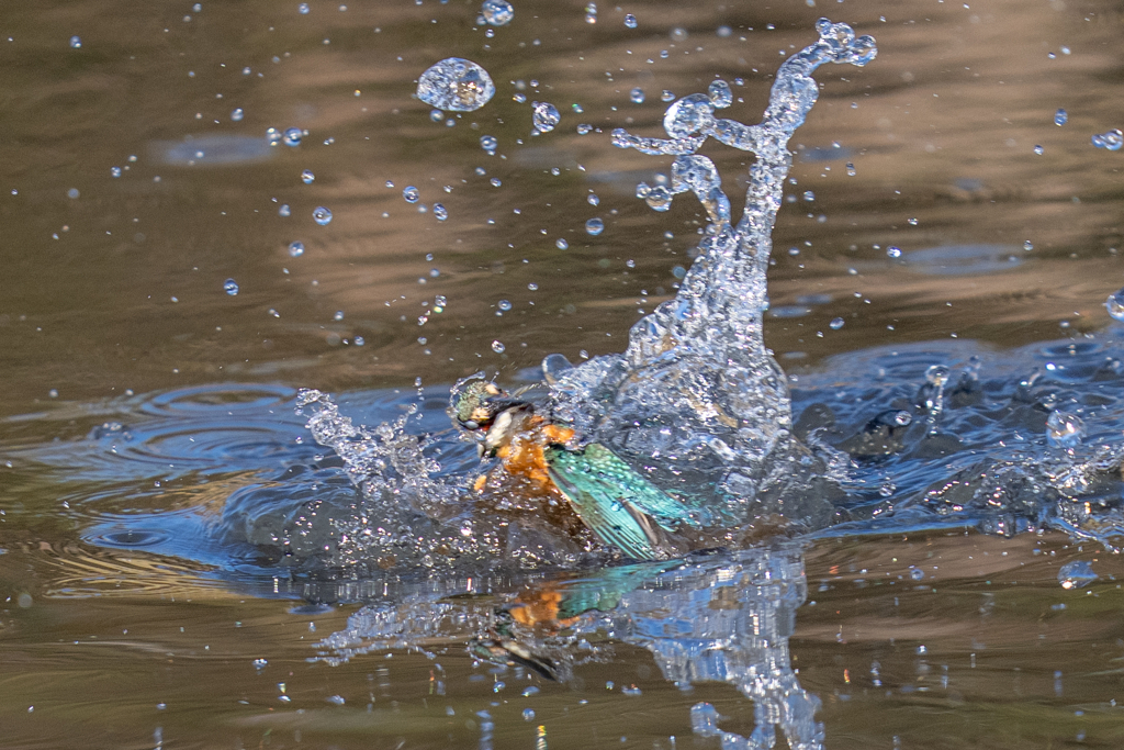 月曜のカワセミ