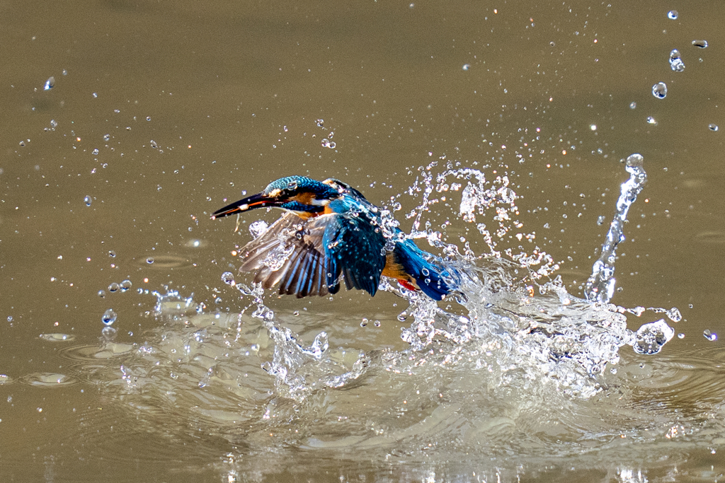 今日のカワセミ