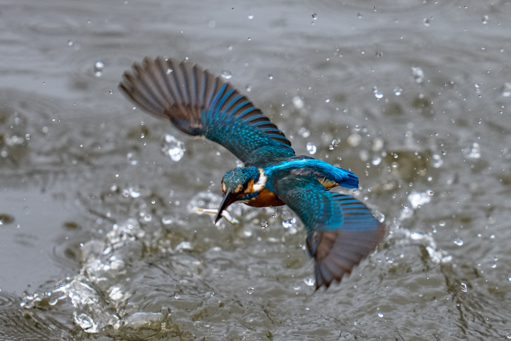 今日のカワセミ